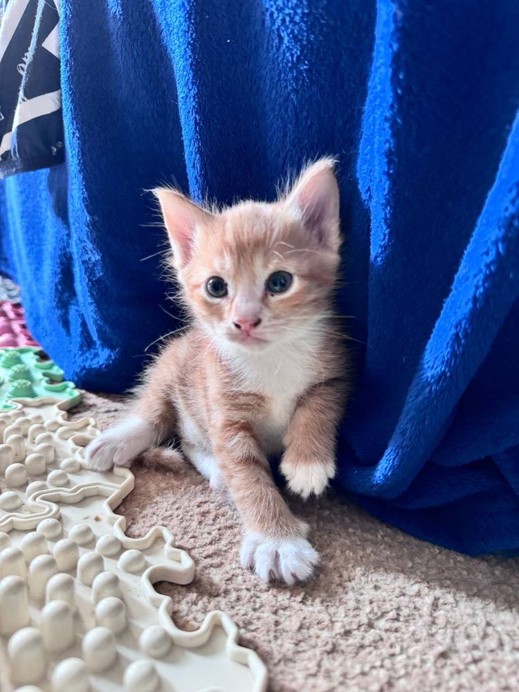 Котик рыжий британец