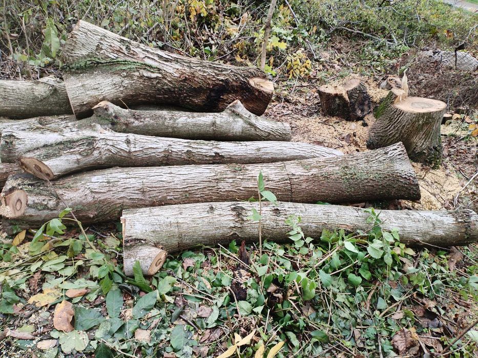 Стебла Трупи от Орехови Дървета Различна Дебелина и Дължина