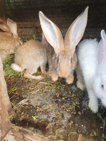 Кролики фландеры чистые