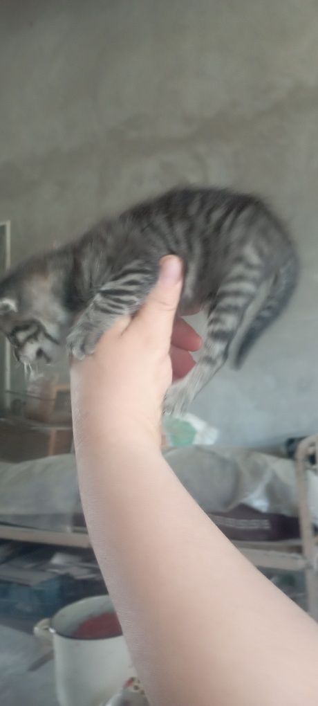 Mushuk bolasi tekin berladi