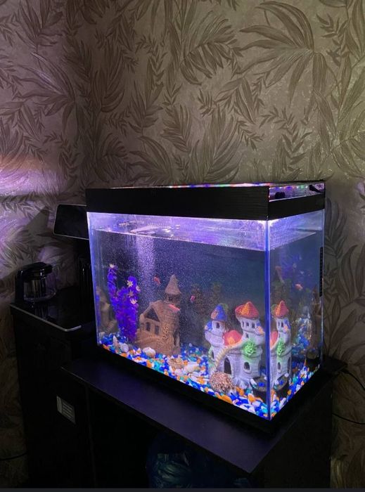 Aquarium (80L), baliqlari bilan