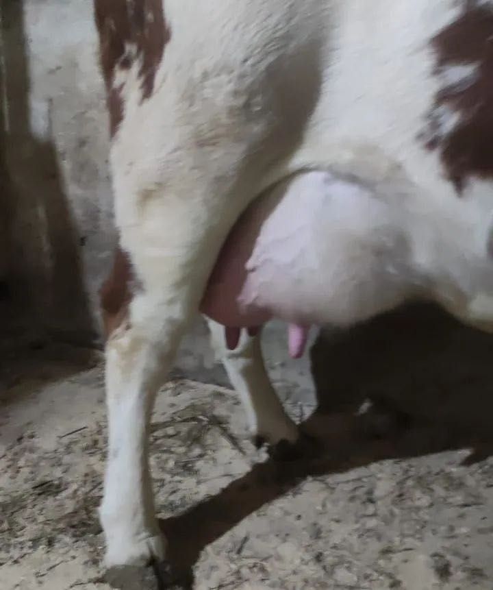 Продам корову телёнок молочный