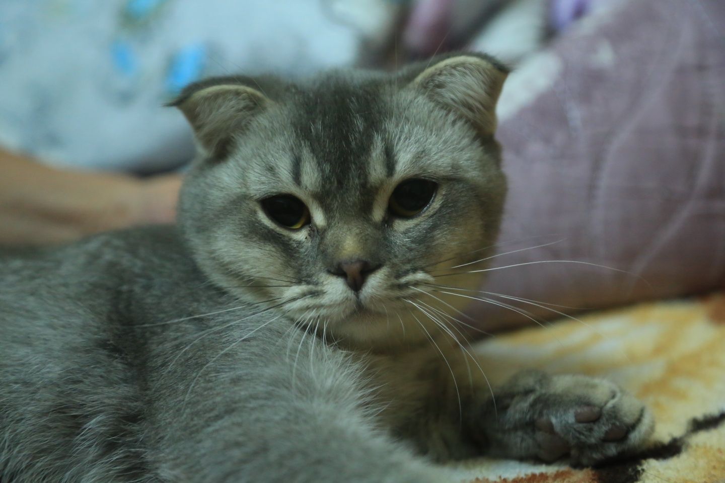 Британская шиншилла