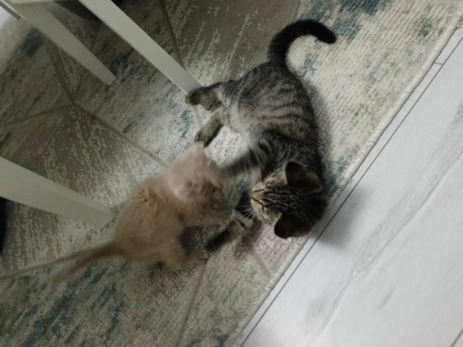 Котята 2 қыз девочки