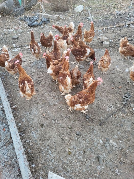 Gaini roșii ouătoare 20 lei buc