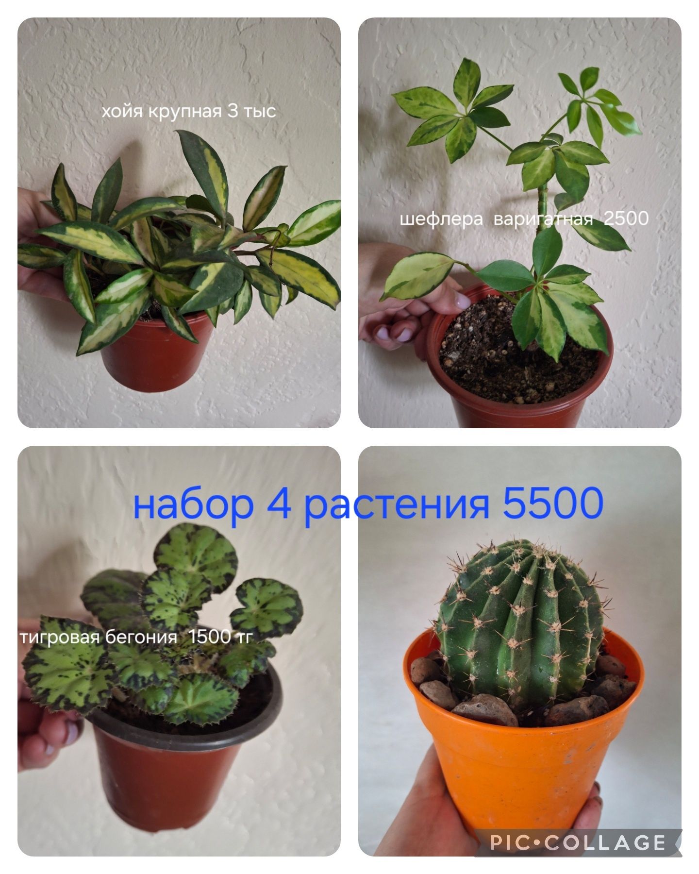 Комнатные растения набор из нескольких видов