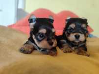 Yorkshire Terrier