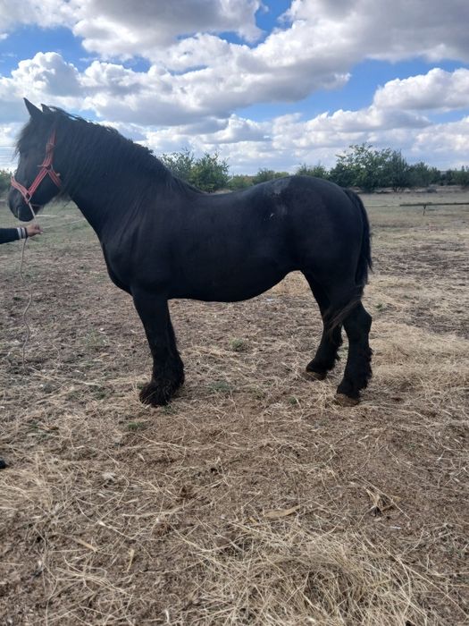 Vând iapa de 8 ani cu mânză