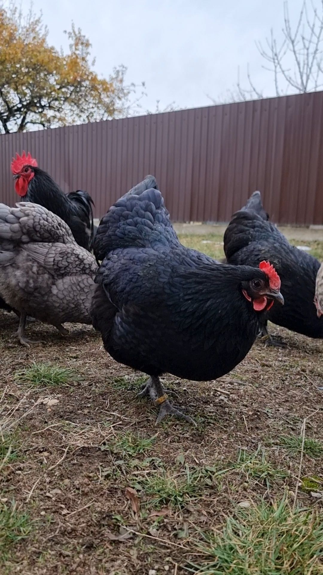 Găini Australorp Negru și Albastru