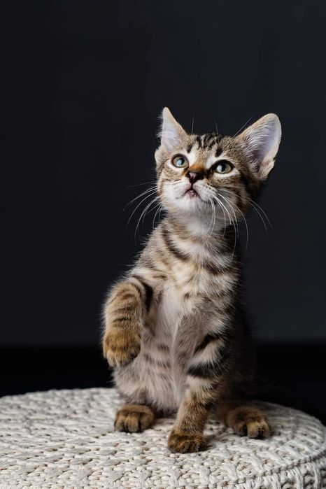 Коте търси своя дом