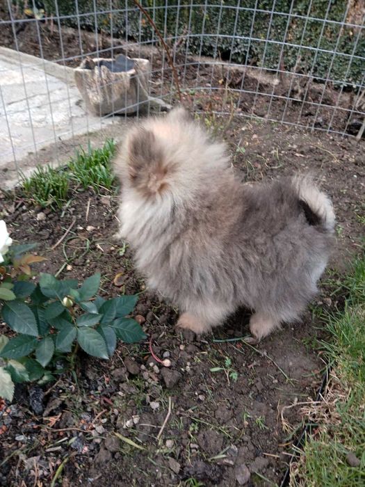 Мъжки Померанчета