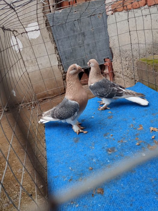 Мардини млади от тази година