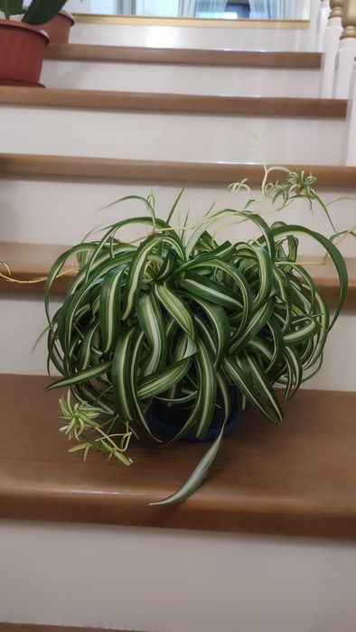 Хлорофитум бони кучерявый