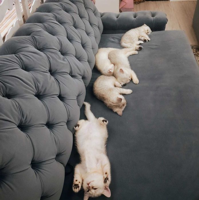 Pisici de rasă british shorthaire și scotish fold