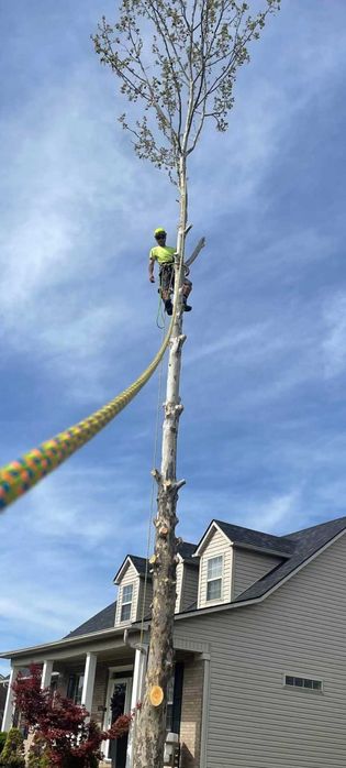 Рязане, отсичане, премахване, на опасни дървета и клони в гр. Пловдив