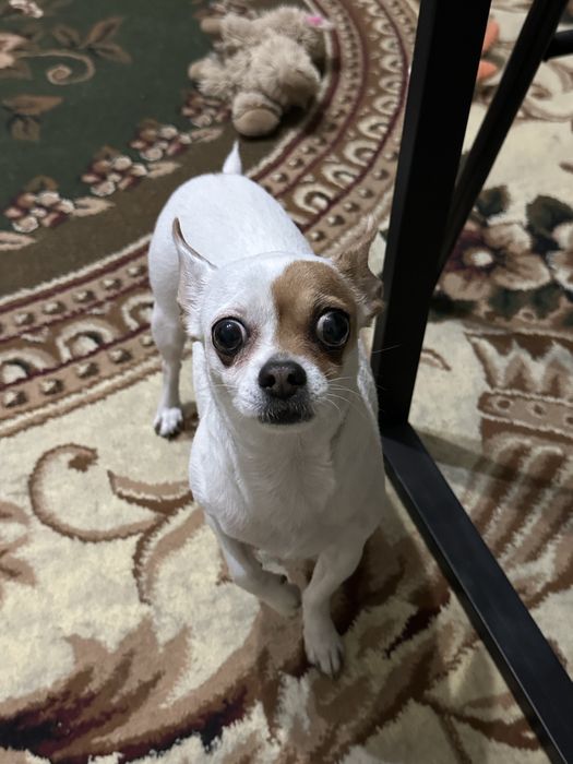 девочка собачка ищет дом