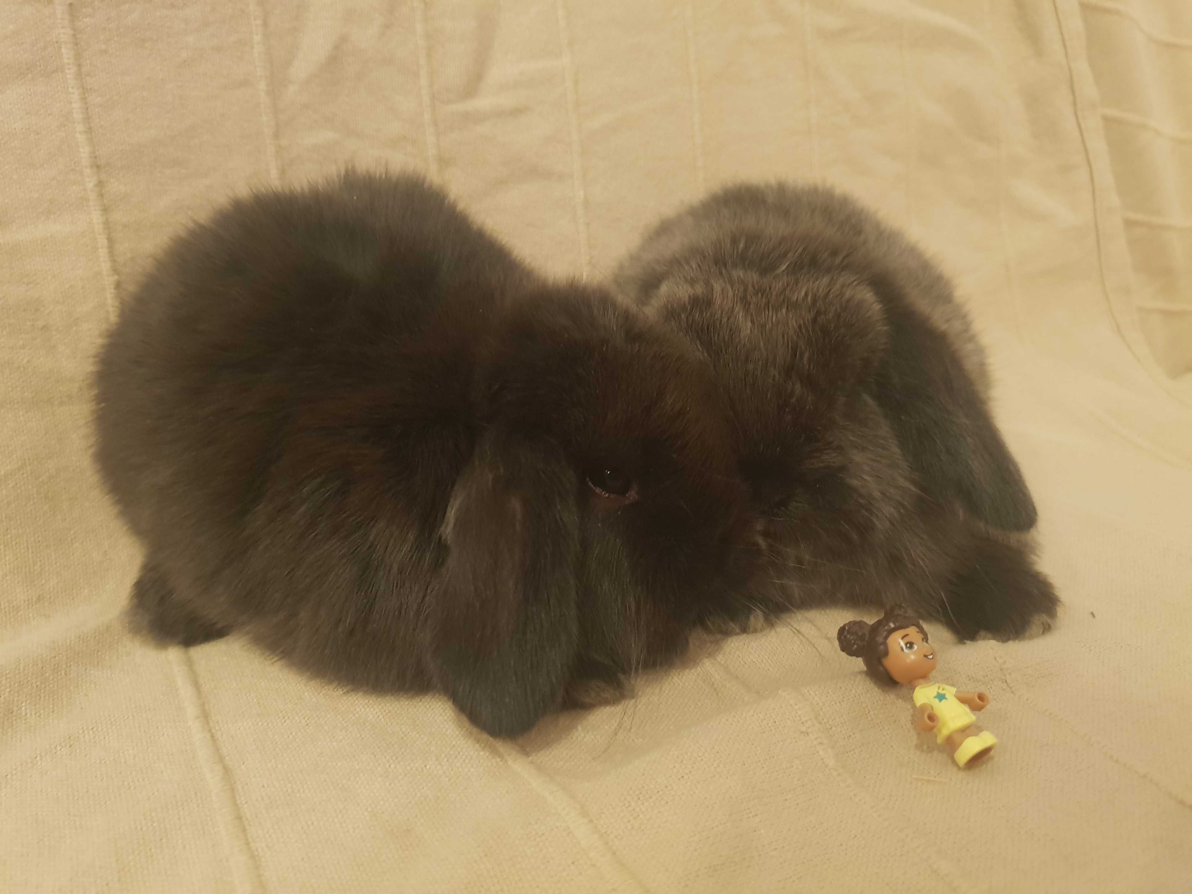 Iepuri Pitici Mini Lop Holland Lop Berbec Pitic