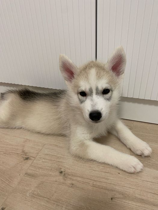 Продам красивого щенка — девочку сибирской хаски.