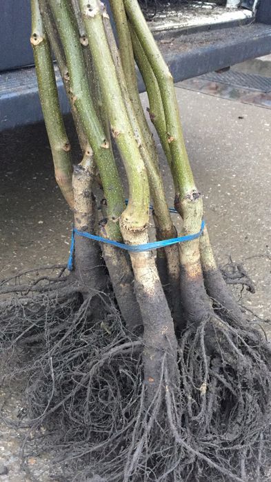 Puieți Nuc Altoiți Certificați Anul 3