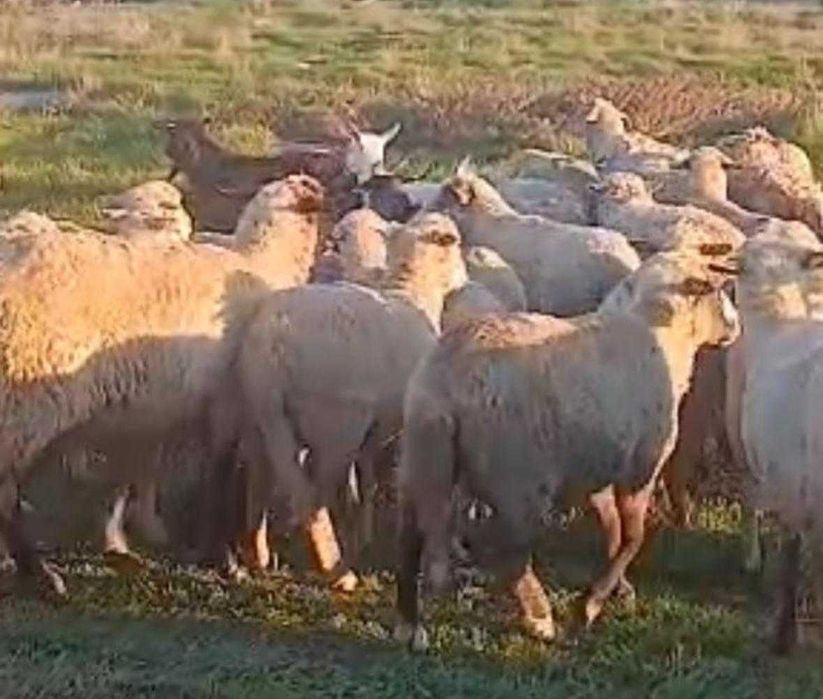 Oi  merinos de vanzare