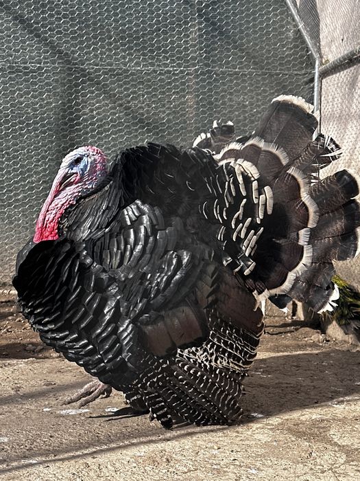 Vand o pereche curci