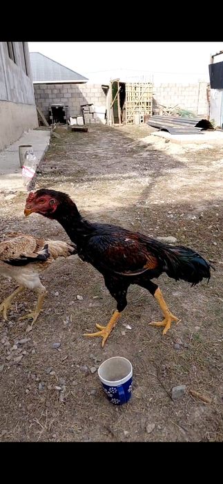 Дакан қораз майский сатылады.