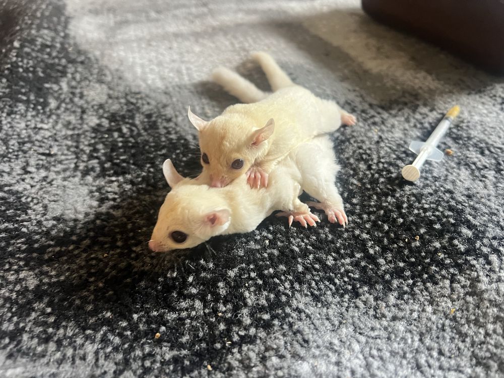 Sugar glider veverite zburatoare
