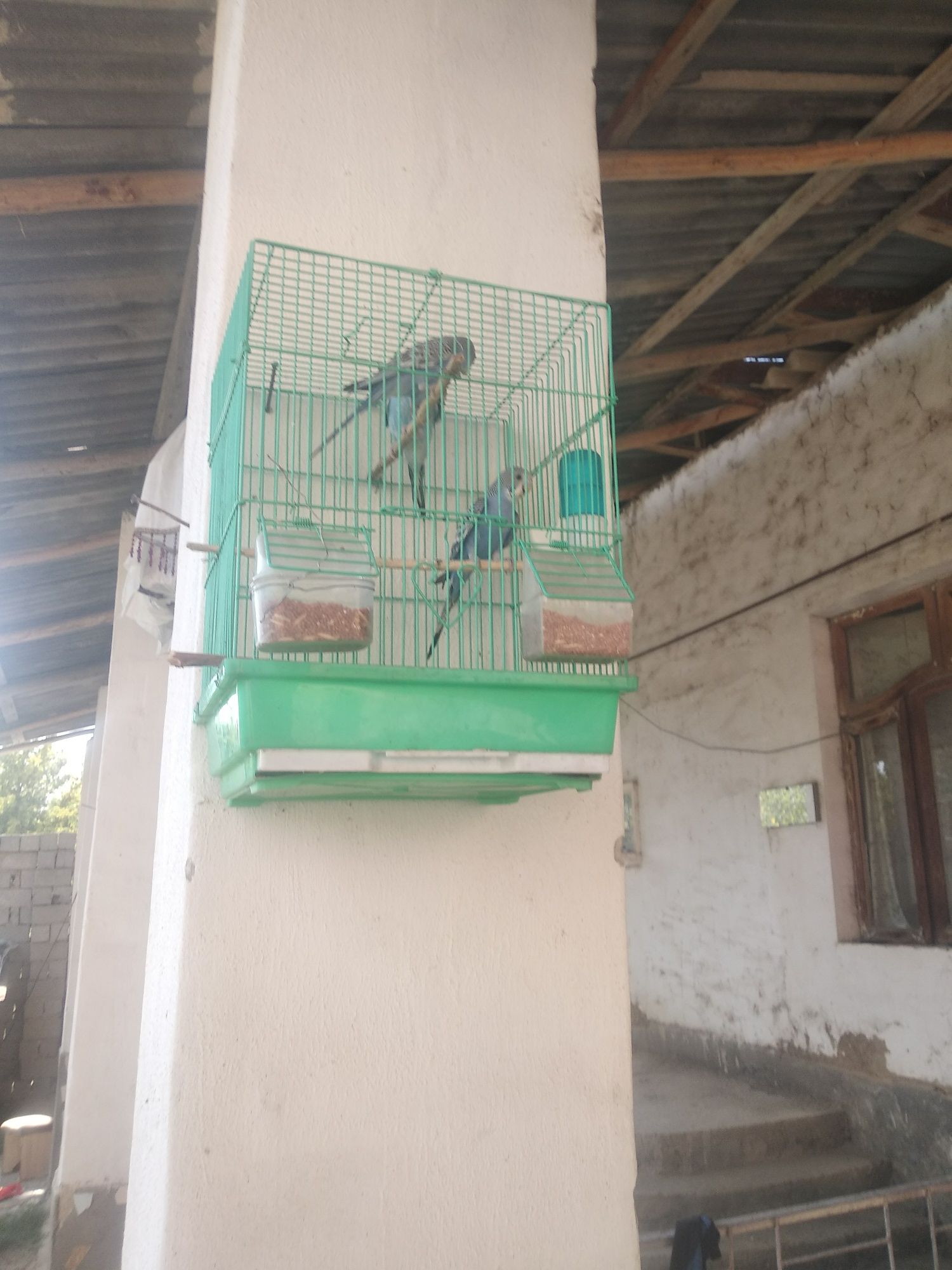 7 ta soglom totilar