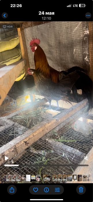 Feneks oilasi zor boqilgan halol