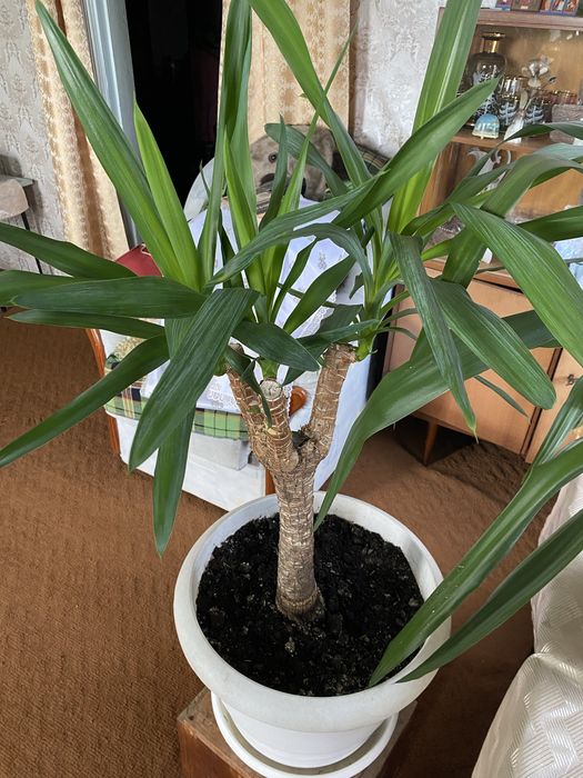 Продам домашний цветок Юкка