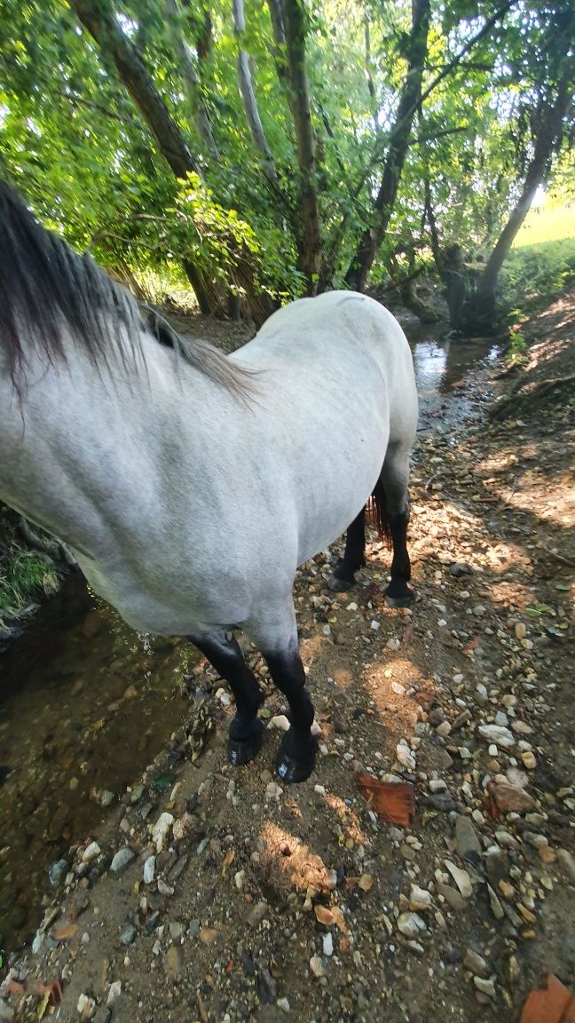 Vând Manza de 2 ani si ceva