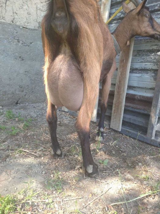 Уй товуқлари, тухумлари, эчки қурт ва бошқа махсулотлари