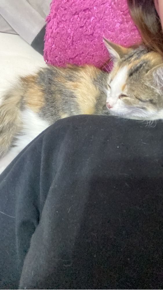 котёнок девочка