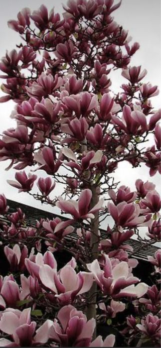 Magnolie copac Solangeana