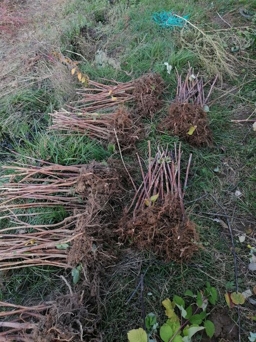 Vând butasi Zmeura Lasca și Socolika