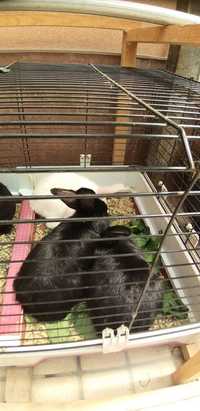 Кролики самки и самцы