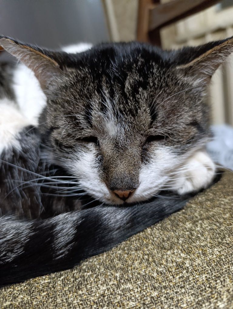Передержка котов и кошек