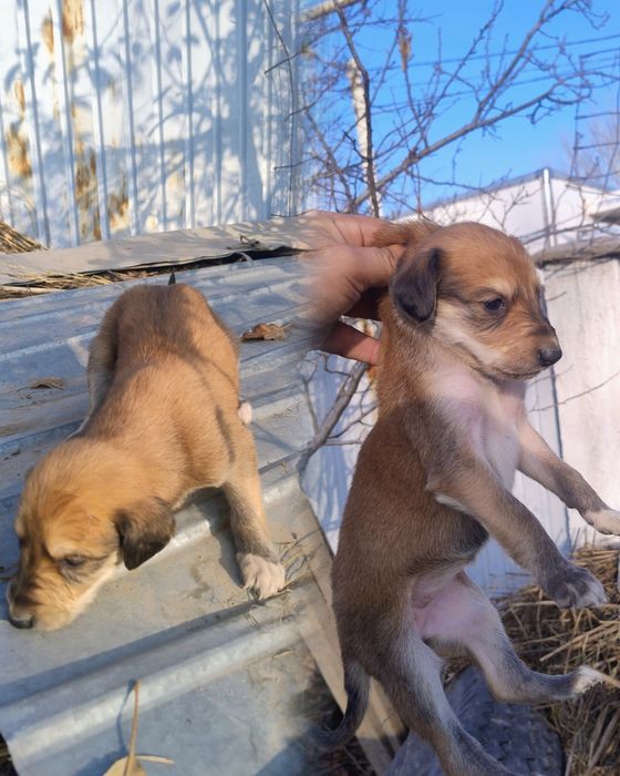 Тазы күшіктер сатылады