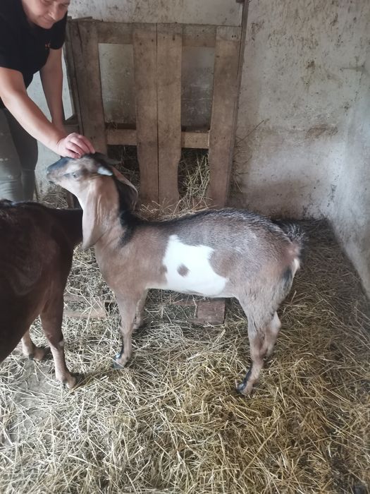 De vânzare ied anglo-nubians