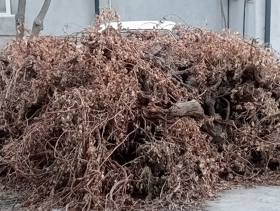 Oʻtin sotiladi. Tok kunda.