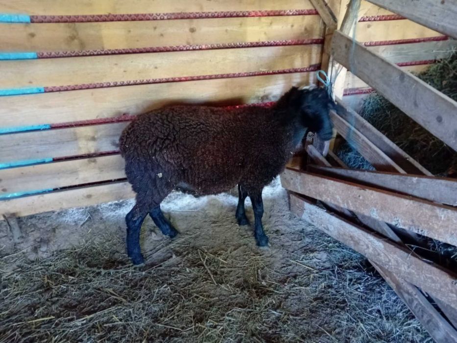 Berbecut carabas sarbesc cu dorper