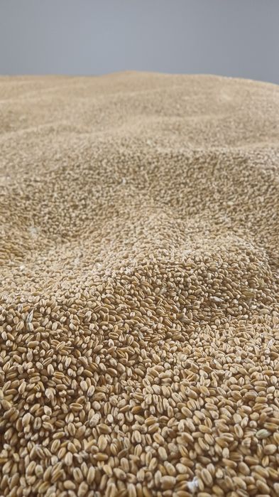 Grâu panificație soiul Apilco C2