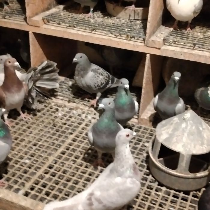 Vând pui porumbei voiajori 2025