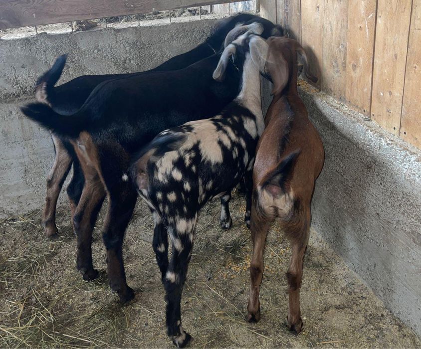 De vanazare iede anglonubian