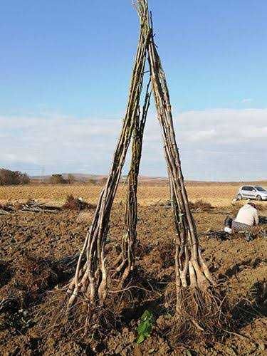 Puieți nuci soi Geoagiu 65, trimit și in tara