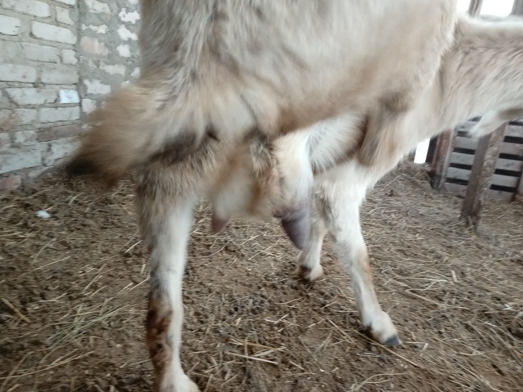 Продам двойных коз молочной альпийской  альпонубийской породы одна 1,5