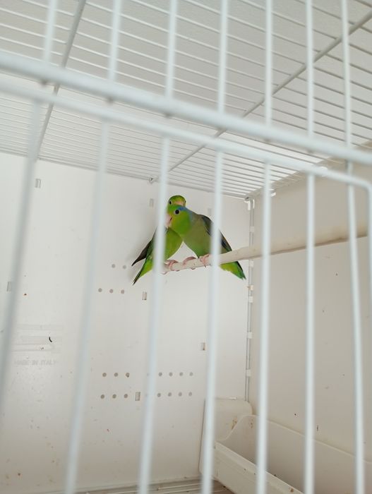 Perechea matura forpus buni reproducatori ,