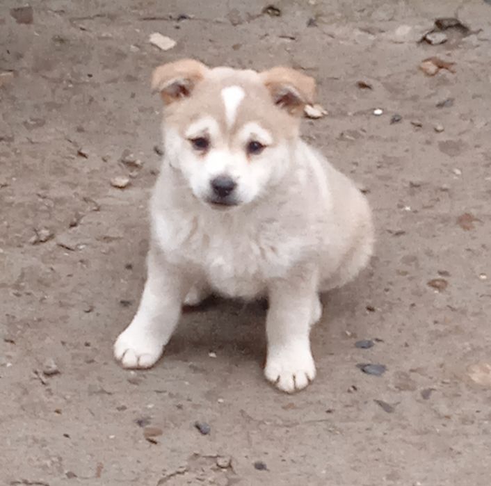 Отдам щенка Актобе