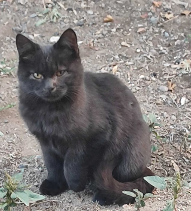 Бесплатно  кошечки и  котики в добрые руки