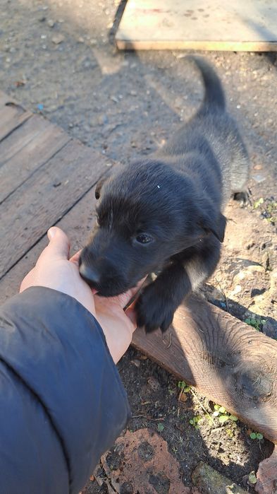 Подарявам кученцата